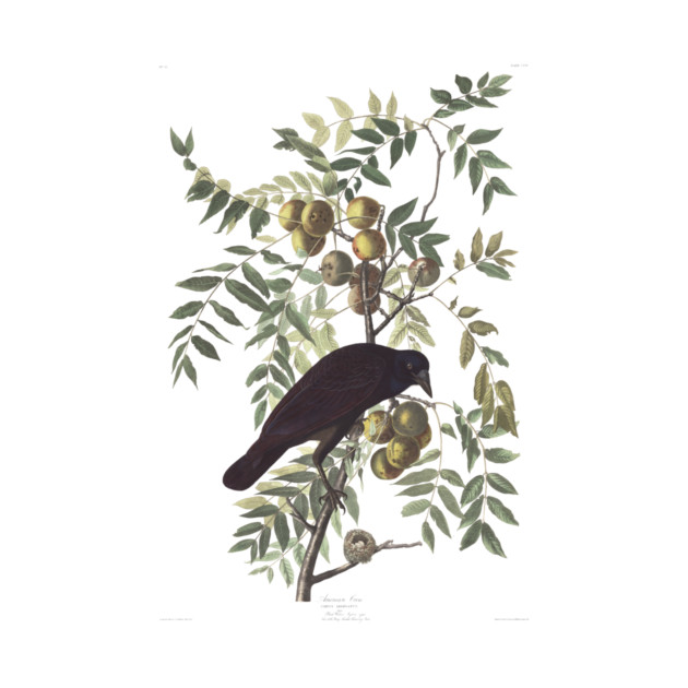Crow by Audubon by sandsmuseum