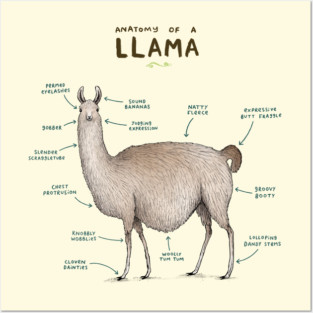 Anatomy of a Llama Posters and Art