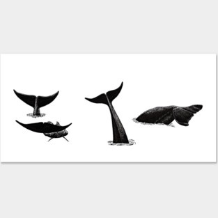 Whale flukes for whale lovers Posters and Art