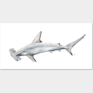 Hammerhead shark for shark lovers Posters and Art
