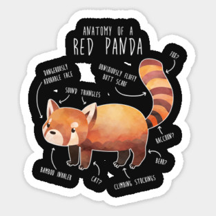 Red Panda Anatomy Magnet