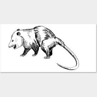 opossum Posters and Art