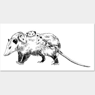 opossum Posters and Art