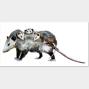 mother opossum Posters and Art