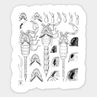 Scorpion | Insect Entomology Bugs Sticker