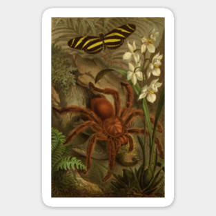 Vintage Tarantula Sticker