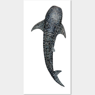 Whale shark Rhincodon typus Posters and Art