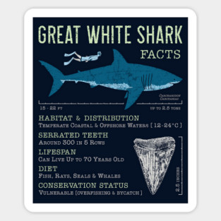 Great White Shark Facts Sticker