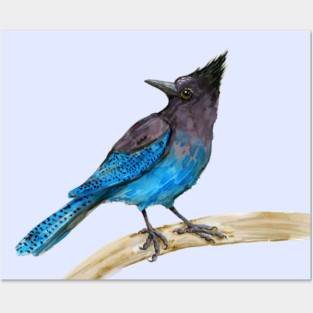 Steller's jay watercolor Posters and Art