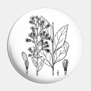 Botanical Scientific Illustration Black and White Pin