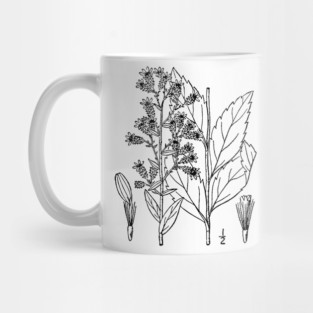Botanical Scientific Illustration Black and White Mug