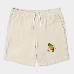 Senegal parrot watercolor Shorts