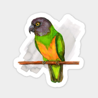 Senegal parrot watercolor Sticker