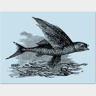 Flying Fish -1 Posters and Art