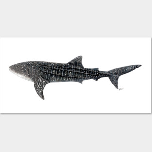 Whale shark Posters and Art
