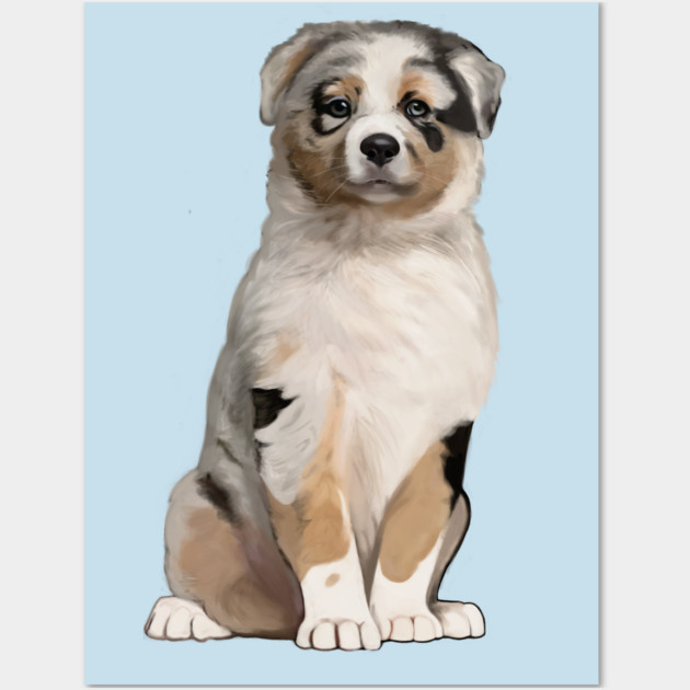 Blue Merle Australian Shepherd Puppy Drawing Australian Shepherd