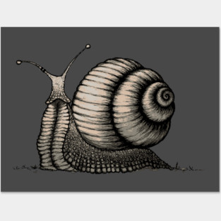 Snail Posters and Art