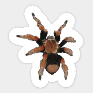 Tarantula Sticker