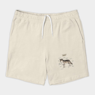 Anatomy of a Wolf Shorts