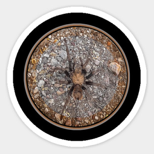 Tarantula Sticker