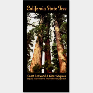 State Tree of California - Redwood, Sequoia Big Trees Posters and Art