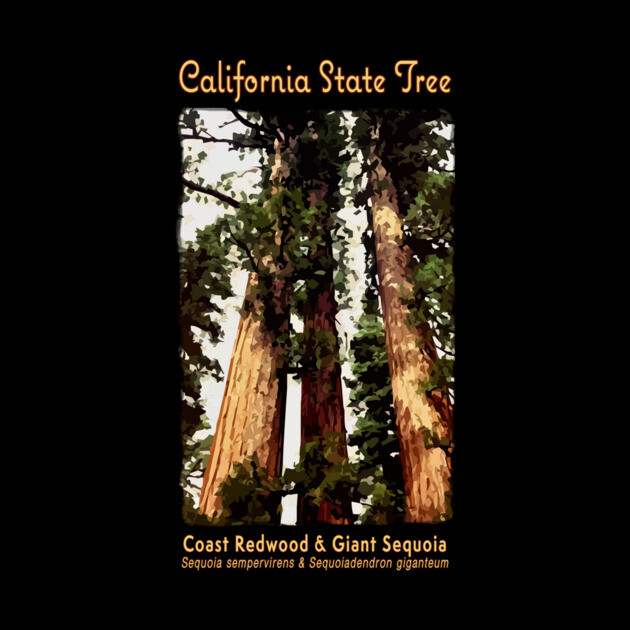 State Tree of California Redwood, Sequoia Big Trees Redwoods