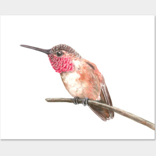 Hummingbird watercolor Posters and Art