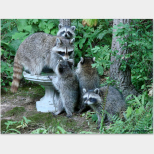 Raccoon Mom with 4 Kits Posters and Art