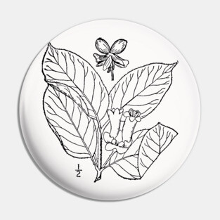Botanical Scientific Illustration Black and White - Lonicera involucrata Pin