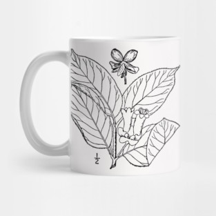 Botanical Scientific Illustration Black and White - Lonicera involucrata Mug