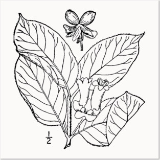 Botanical Scientific Illustration Black and White - Lonicera involucrata Posters and Art