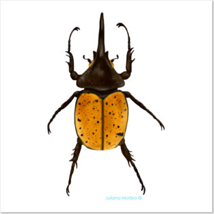 Bombardier Beetle Posters and Art