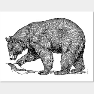 Black bear Posters and Art