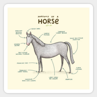 Anatomy of a Horse Magnet