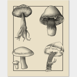 Botanical Mushrooms lineart Posters and Art