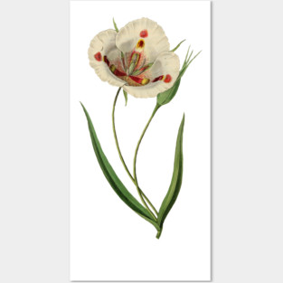 White botanical flower Posters and Art
