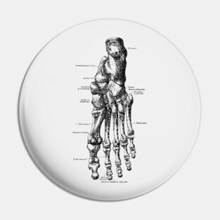 Left Foot Skeletal Diagram - Vintage Anatomy Pin