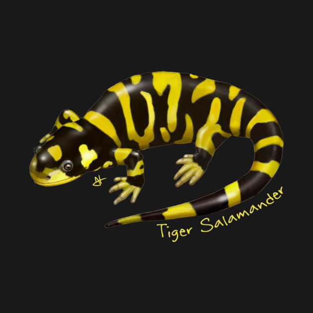 Barred Tiger Salamander by John Himmelman