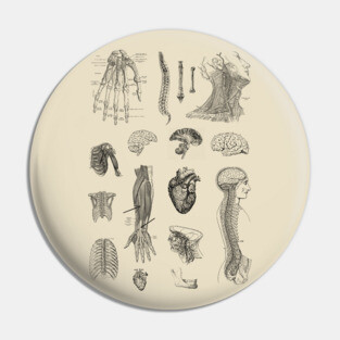 Vintage Anatomy Illustration Pin