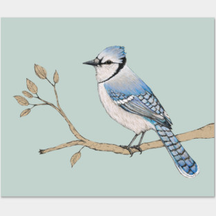 Blue jay Posters and Art