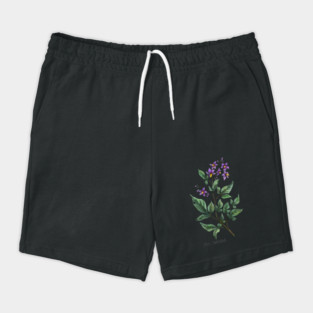 Bitter Nightshade. Witchy herb. Shorts