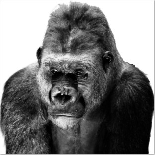 Gorilla Posters and Art