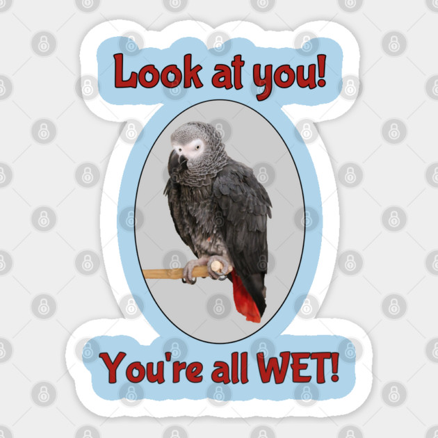 African Grey Parrot on Perch Sticker by Einstein Parrot