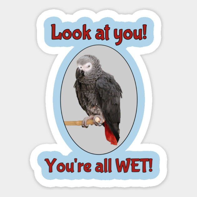 African Grey Parrot on Perch Magnet by Einstein Parrot