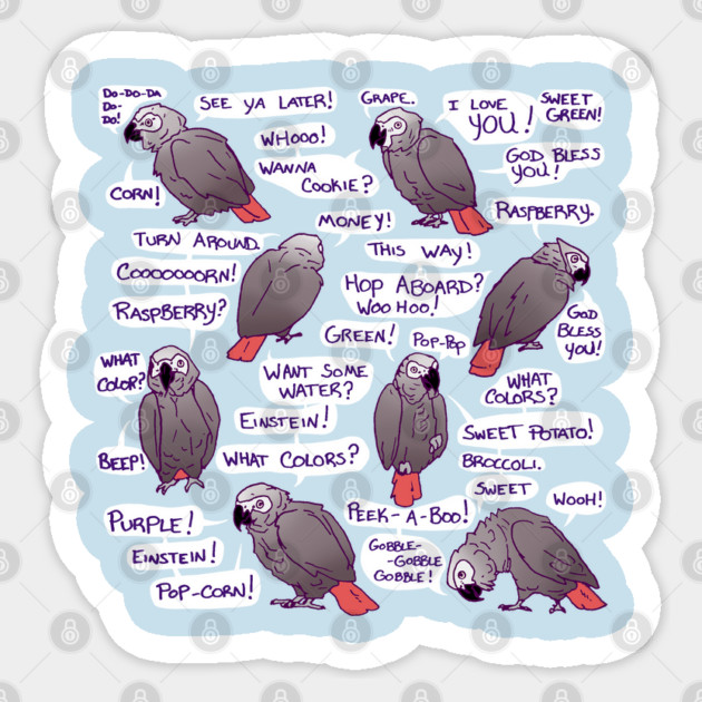 African Grey Parrot Einstein Funny Quotes Sticker by Einstein Parrot