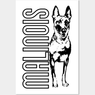 Malinois - Belgian shepherd -Mechelaar Posters and Art