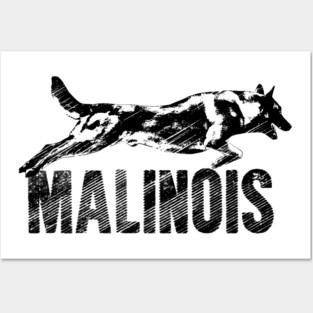 Malinois  - Belgian shepherd - Mechelaar Posters and Art