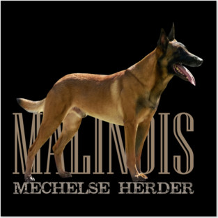 Malinois  - Belgian shepherd - Mechelaar Posters and Art