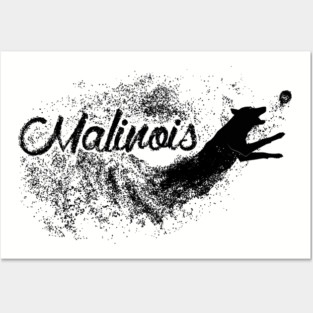 Malinois - Belgian shepherd -Mechelaar Posters and Art
