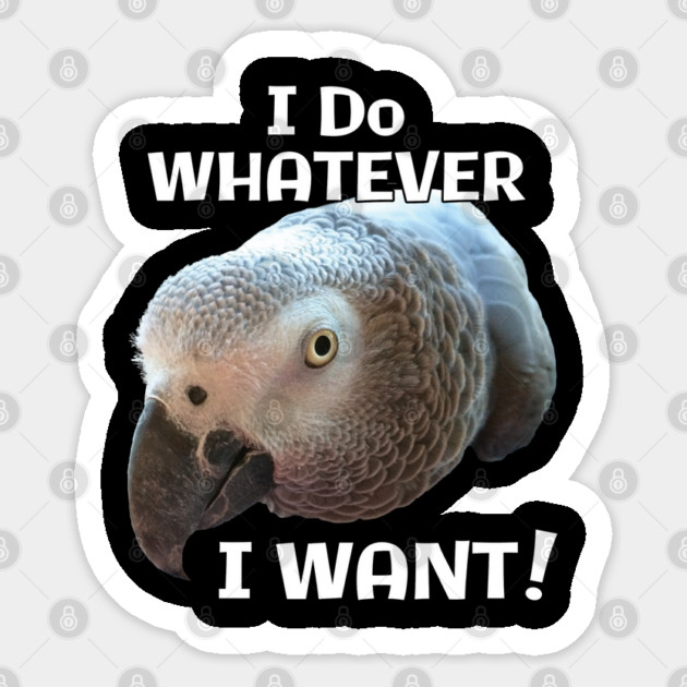 African Grey Parrot - Do Whatever I Want! Sticker by Einstein Parrot
